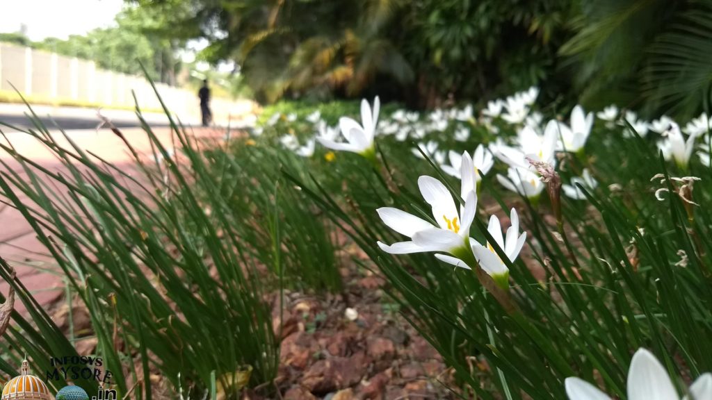 Flowers in Infosys mysore campus